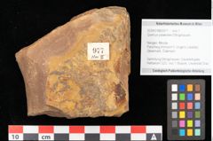 Foto (Objekt + Etikett) von Quercus palaeoilex Ettingshausen (NHMW-GEO-2024-0188-0977)